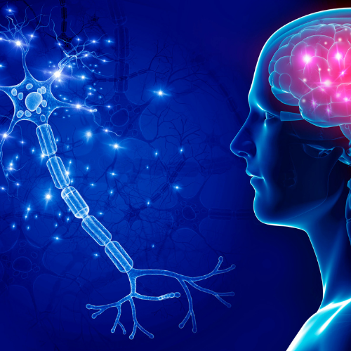 The Nervous System Structure The Nervous System Structure