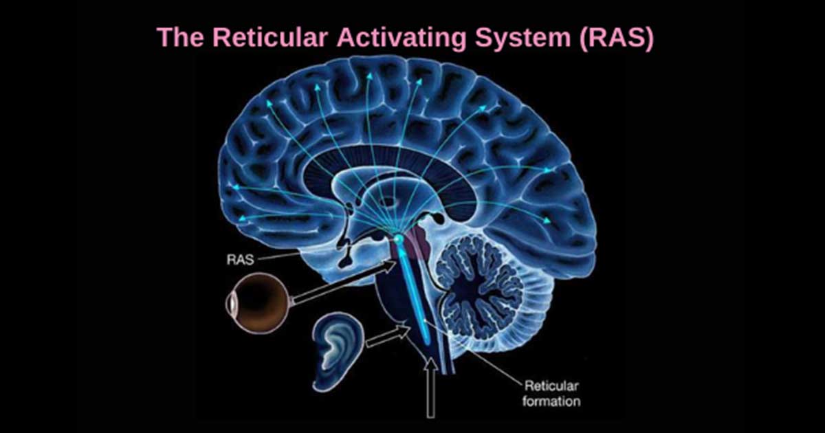 Unlock The Power Of Reticular Activating System (RAS)